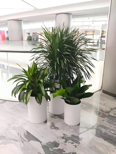 探秘宁波北仑花卉租赁设计，打造专属魅力场景